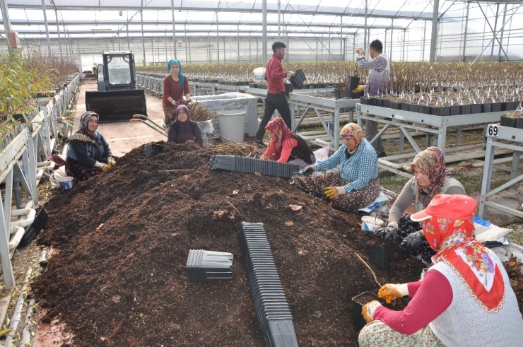 Sandıklı’da Jeotermal Serada Yılda 3 Milyon Meyve Fidanı Üretiyor