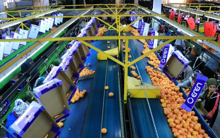 Yeni Yıl Kutlamaları Başladı, Narenciye İhracatı Arttı