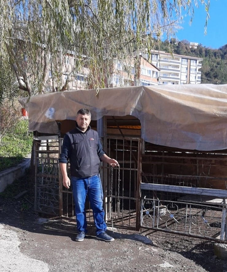 Sahipli Köpeği Av Tüfeğiyle Öldürdüler