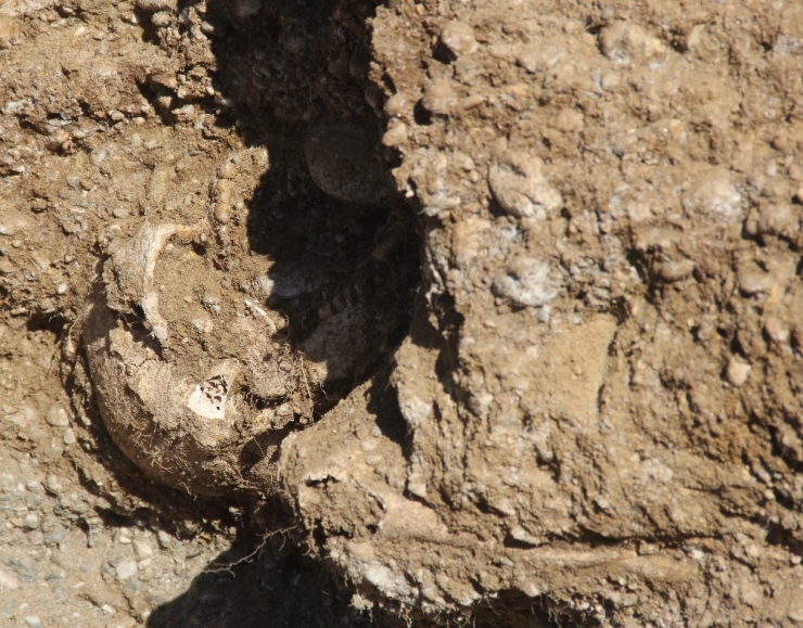 Yol Çalışmasında İnsan İskeleti Bulundu