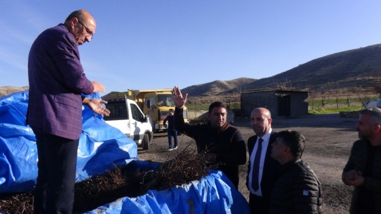 Gercüş’te Çiftçilere Amerikan Asma Fidesi Dağıtıldı