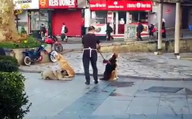 Vatandaşın Süpürge İle Masaj Yaptığı Köpeklerin İç Isıtan Halleri Kamerada