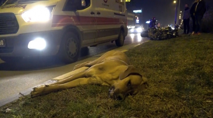 Köpeğe Çarpan Motosiklet Sürücüsü Yaralandı