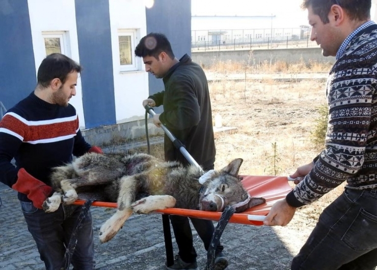 Köylüler Tarafından Yaralı Halde Bulunan Kurt Tedavi Altına Alındı