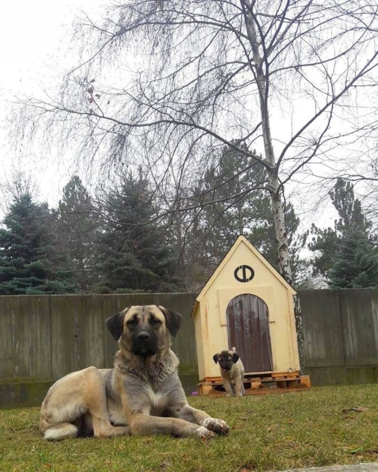 Rektör Çomaklı, Köpek Ve Yavrularını Yuvasız Bırakmadı