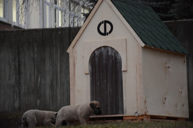 Rektör Çomaklı, Köpek Ve Yavrularını Yuvasız Bırakmadı