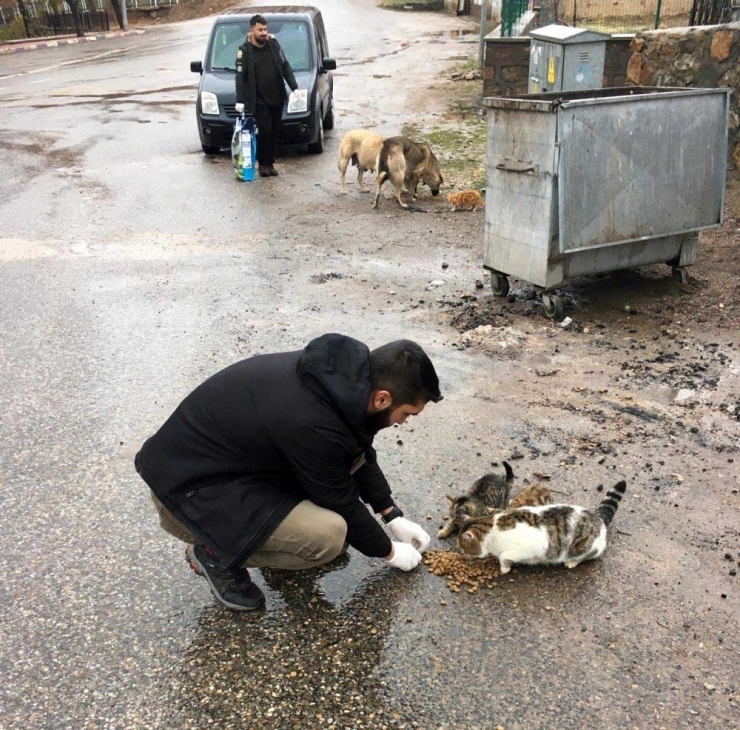 Sokak Hayvanlarını Gönüllüler Besliyor