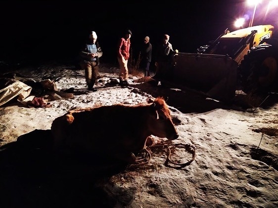 Kayalıklardan Düşen İneği İtfaiye Kurtardı