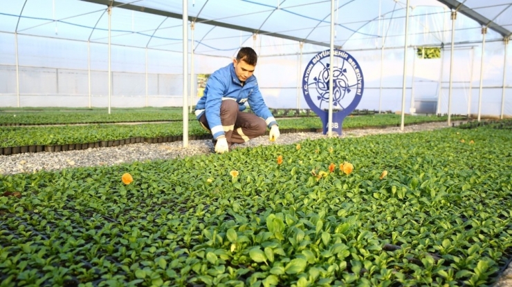 Aydın Kendi Fidanını Kendisi Üretiyor