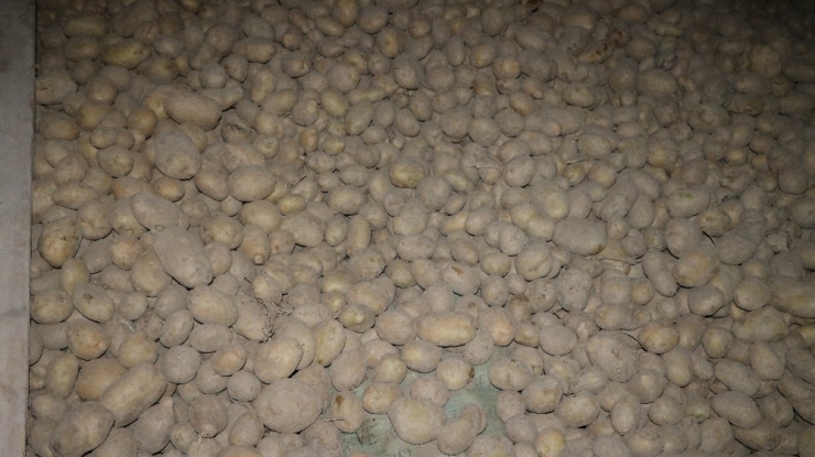 Patates Üreticisini Sevindirecek Gelişme