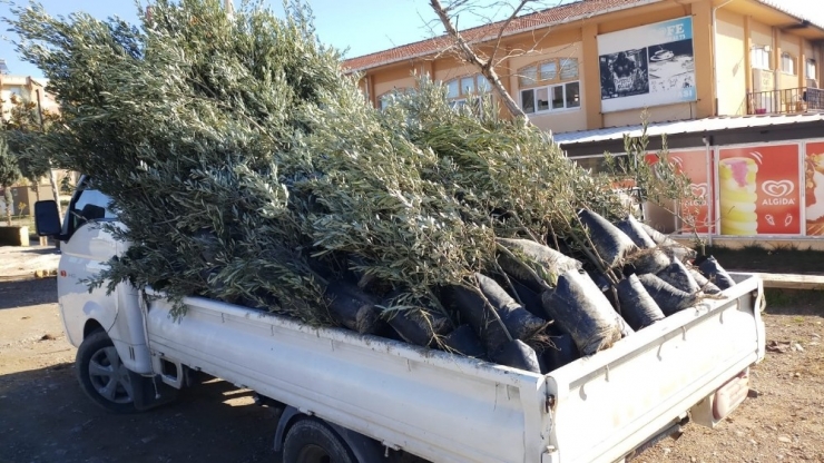 Hastalıklı Fideler İmha Edildi