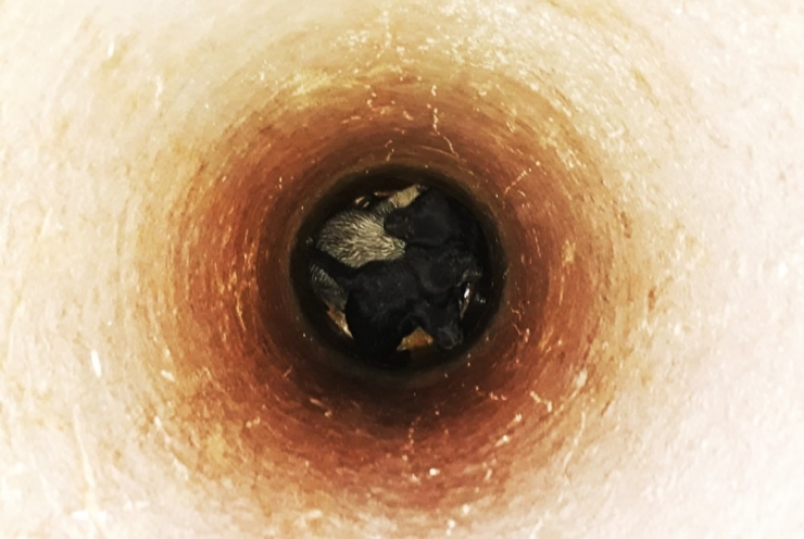 Ölümü Bekleyen Yavruları İtfaiye Kurtardı