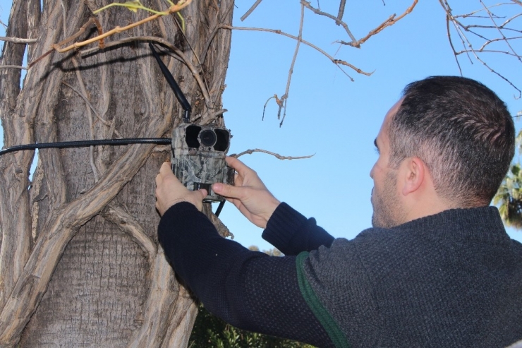Manavgat’ın Ormanları Kızılötesi Görüntü Alabilen Foto Kapanlar Koruyacak