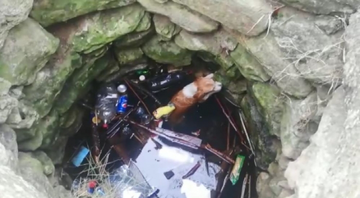 Kuyudan Köpek Kurtarma Operasyonu