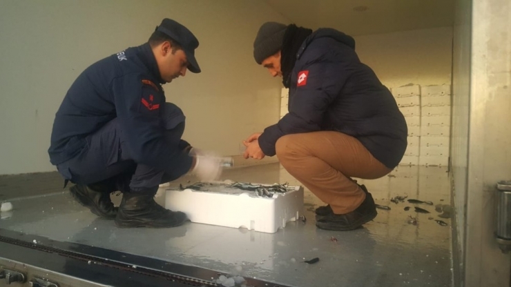 Rize’de 10 Ton İstavrite El Konuldu