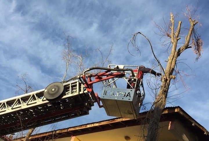 Bingöl’de Ağaçta Mahsur Kalan Kedi Kurtarıldı