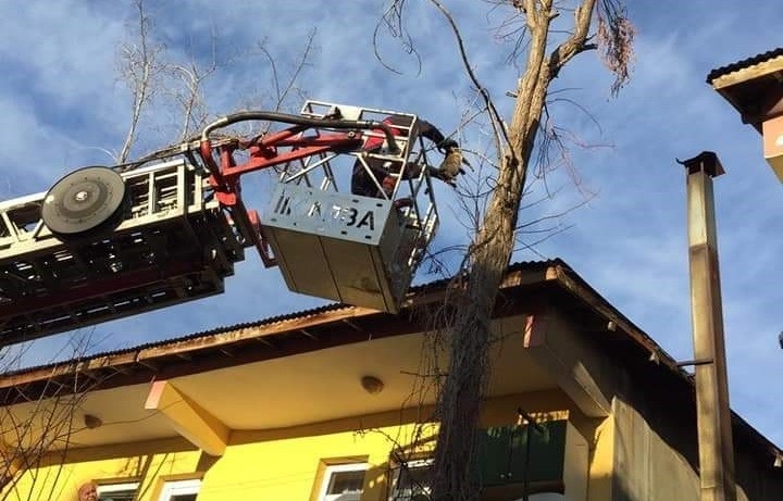 Bingöl’de Ağaçta Mahsur Kalan Kedi Kurtarıldı