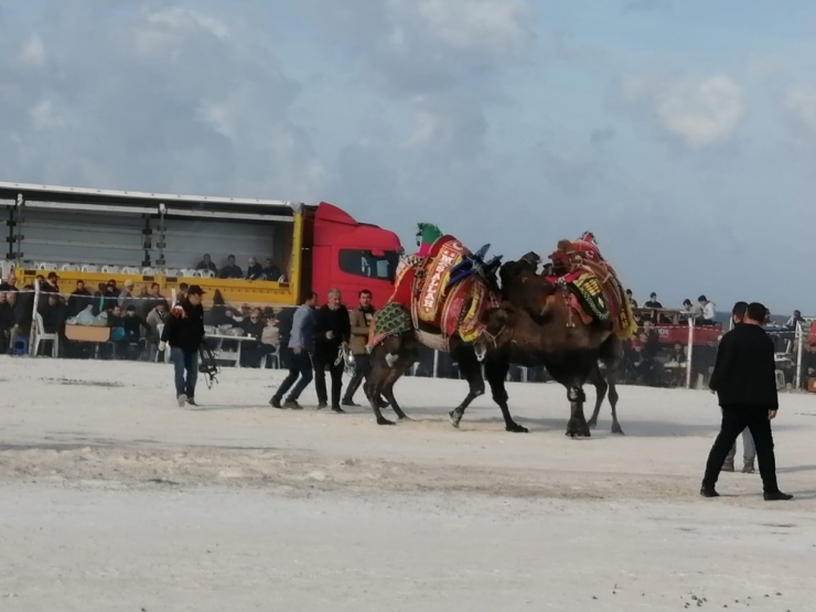 Deve Güreşinde Korkulu Anlar