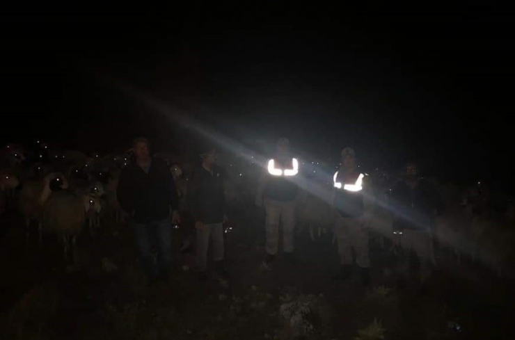 Siste Kayıp Olan 150 Koyun, 9 Saatlik Çalışma İle Buldu