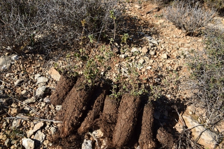 15 Bin Kekik Toprakla Buluştu