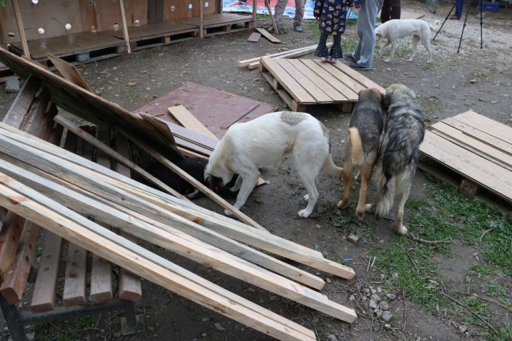 Kış Mevsiminde Sokak Hayvanlarının Yuvasız Bıraktılar