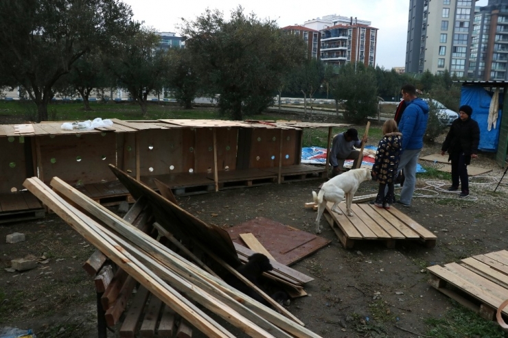 Kış Mevsiminde Sokak Hayvanlarının Yuvasız Bıraktılar