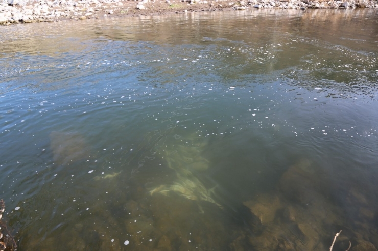 Pülümür Çayına Kaçak Balıkçıların Verdiği Elektrik, Balıkları Telef Etti