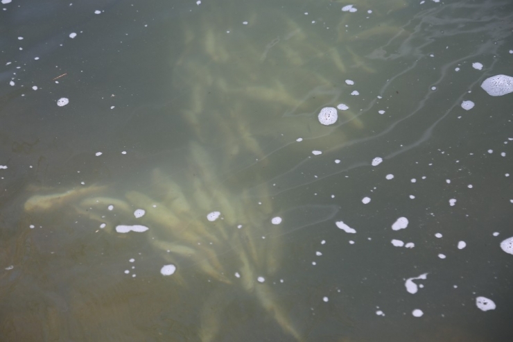 Pülümür Çayına Kaçak Balıkçıların Verdiği Elektrik, Balıkları Telef Etti