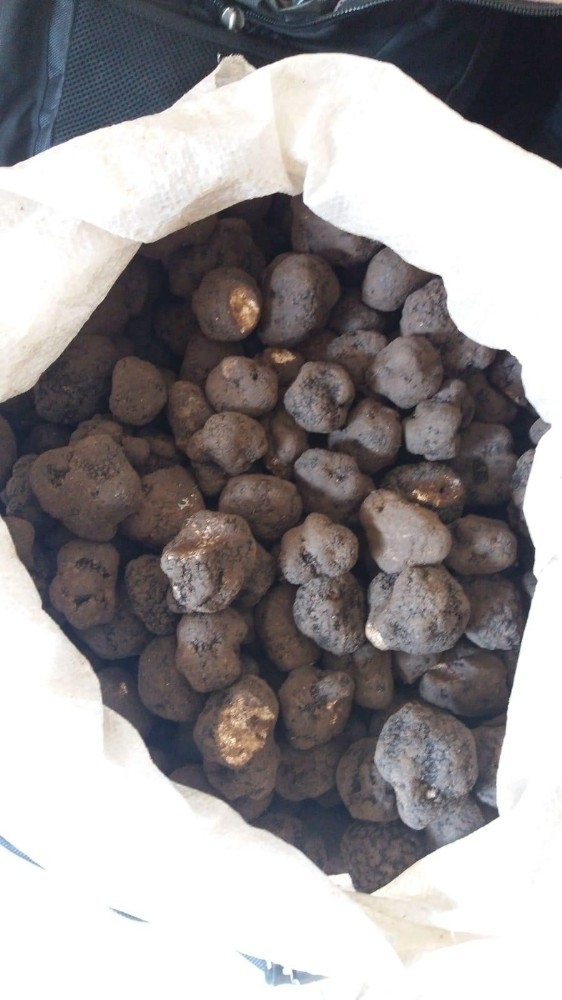 İran Uyruklu Şahısların Valizlerinde 83 Kilo Trüf Mantarı Çıktı
