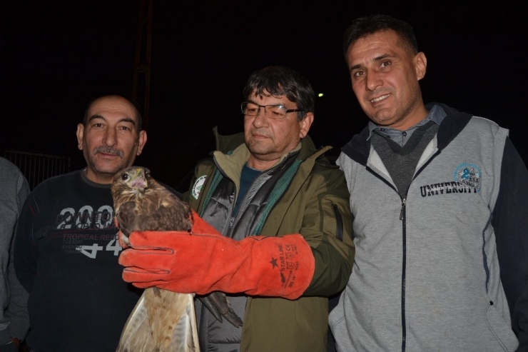 Yaralı Halde Bulduğu Şahini Tedavi Ettirip Yetkililere Teslim Etti