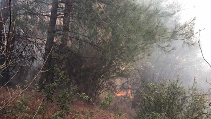 Gemlik’de Orman Yangını