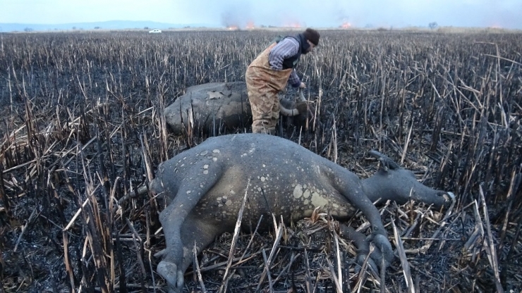 Sazlık Yangınında Mandalar Telef Oldu