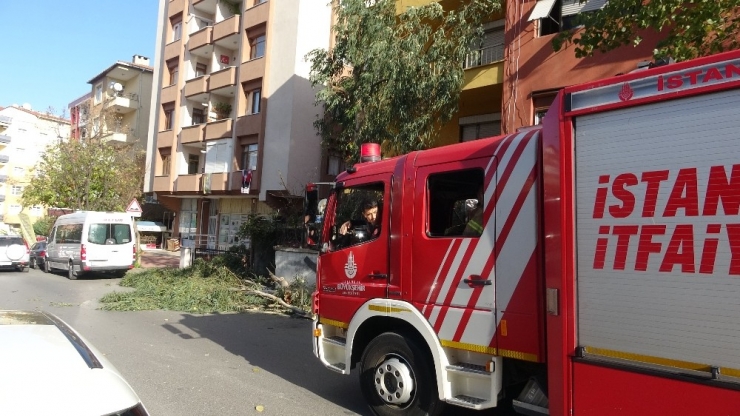 Kartal’da Ağaç Devrildi, Bir Araç Zarar Gördü
