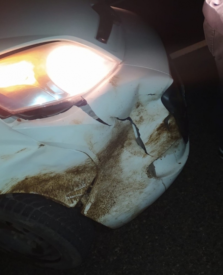 Aracın Çarptığı Domuz Telef Oldu