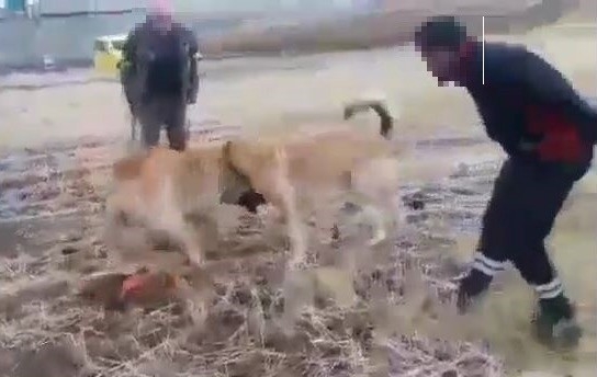 Köpek Dövüştüren 2 Kişiye Para Cezası Verildi
