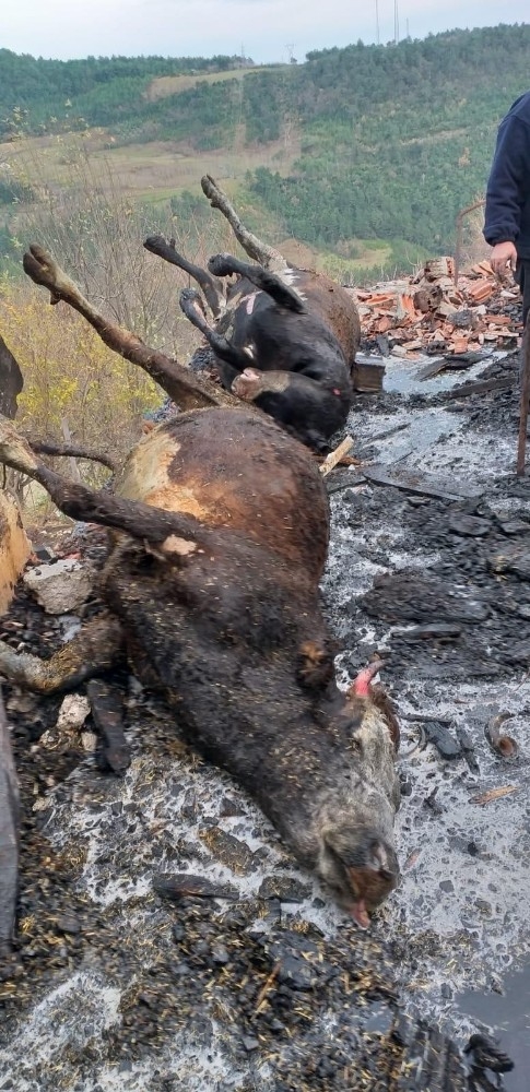 Sinop’ta Ahır Yangını: 5 Büyükbaş Hayvan Telef Oldu