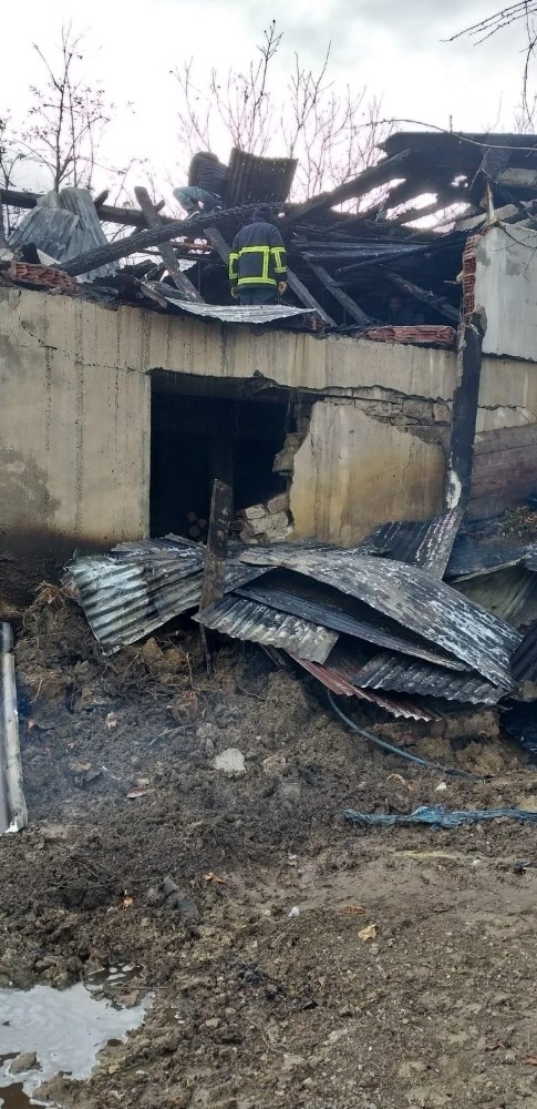 Sinop’ta Ahır Yangını: 5 Büyükbaş Hayvan Telef Oldu