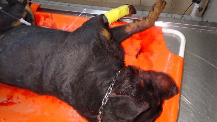 Aracın Çarptığı Yaralı Köpeğin Başında Nöbet Tutup Ezilmesini Engellediler