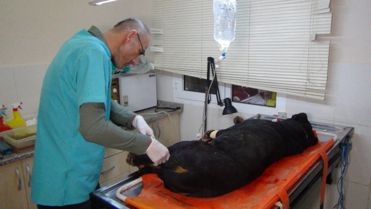 Aracın Çarptığı Yaralı Köpeğin Başında Nöbet Tutup Ezilmesini Engellediler