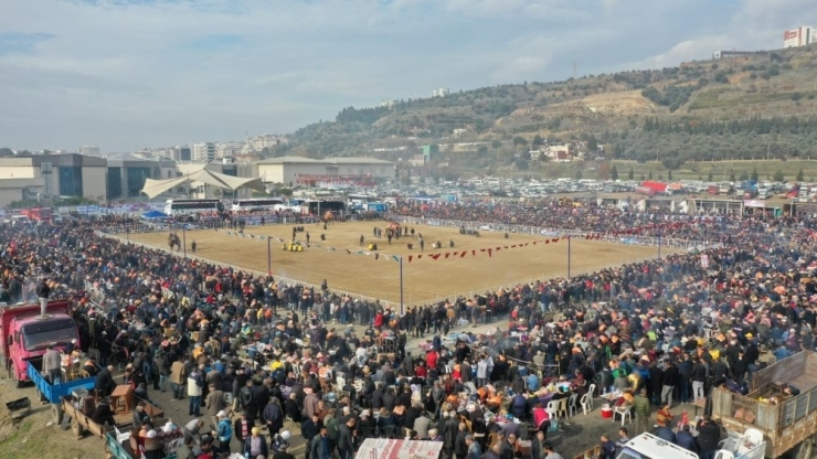 Deve Güreşi Festivali Binlerce Aydınlıyı Bir Araya Getirdi