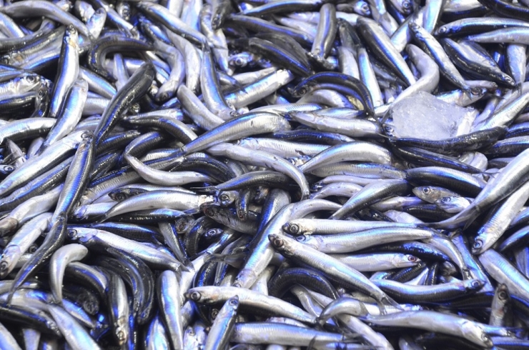 Hamsinin Fiyatı Tekrar Yükselişte