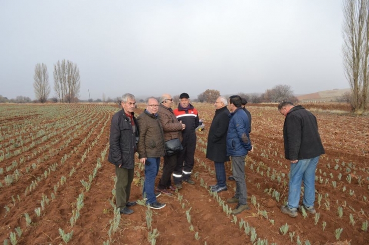 Bal Üreticisine ’Lavanta’ Desteği: 75 Dekar Araziye Lavanta Dikildi