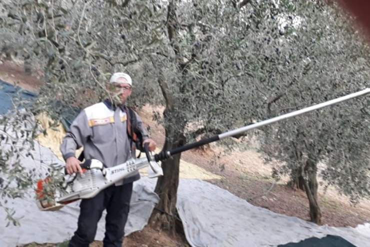 Kuraklık Zeytin Üreticisini Vurdu