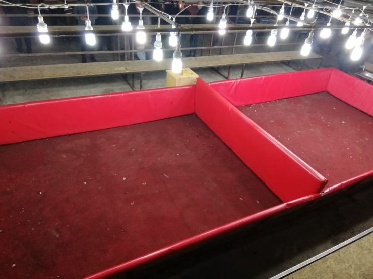 Ekipler Şok Oldu: Horoz Dövüşü İçin Arena Kurmuşlar