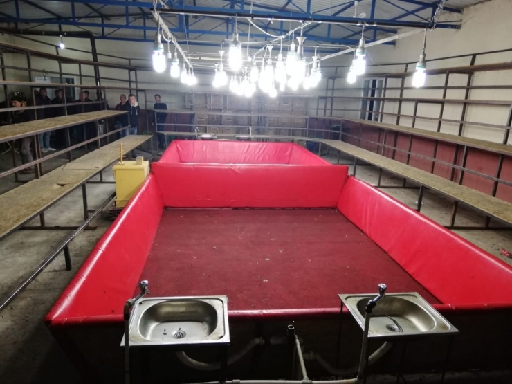 Ekipler Şok Oldu: Horoz Dövüşü İçin Arena Kurmuşlar