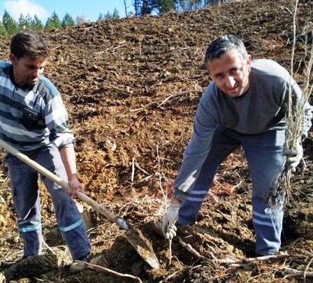 Gediz’de Yanan Orman Alanına 6 Bin 500 Fidan Dikildi