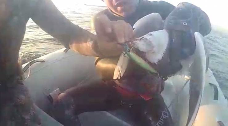 Dalgıçların, Gagasına Olta Takılan Martıyı Kurtarması Kamerada