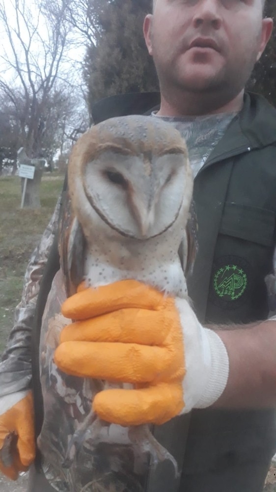Yaralı Bulunan Peçeli Baykuş Koruma Altına Alındı