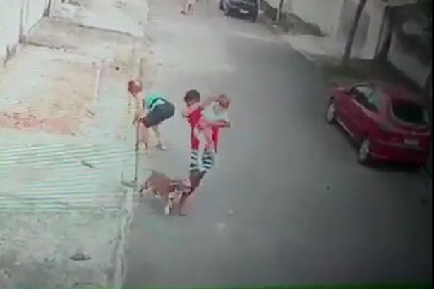 Küçük Çocuğu Pitbull Saldırısından Kurtaran Genç Kahraman İlan Edildi