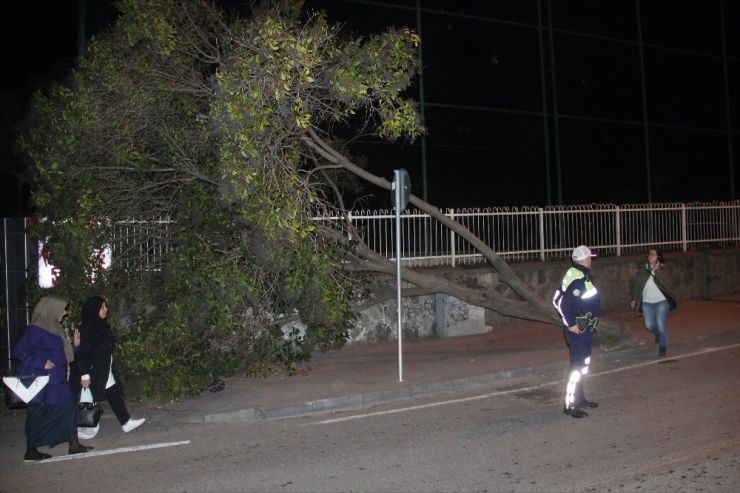 Samsun’da Okul Girişinde Ağaç Devrildi